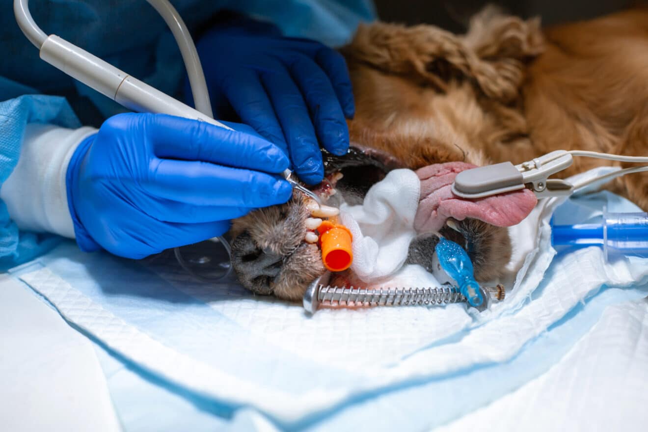 TEEF VitaePlus® - Zahnpflege für Hund und Katze
