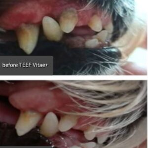 Two English-labelled photos showing a dog’s teeth before and after use of TEEF Vitae+
