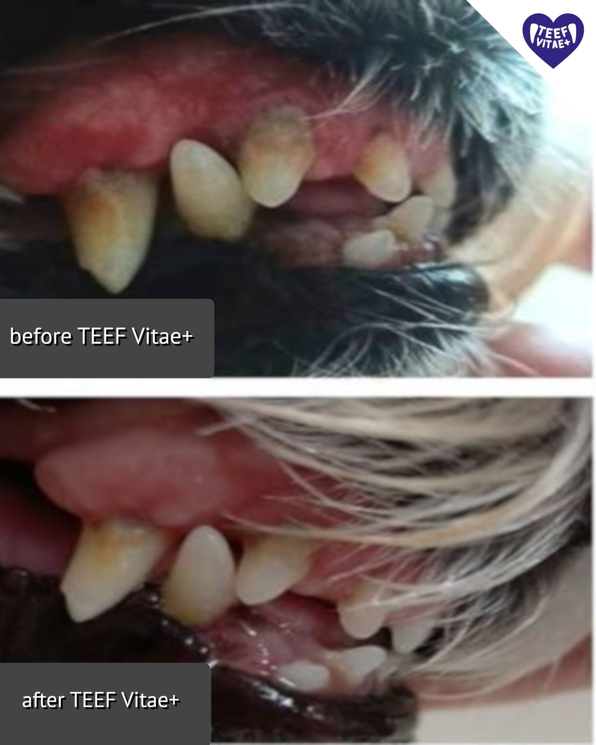Two English-labelled photos showing a dog’s teeth before and after use of TEEF Vitae+
