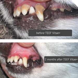 Before and after photos of a dog’s teeth, labelled in English