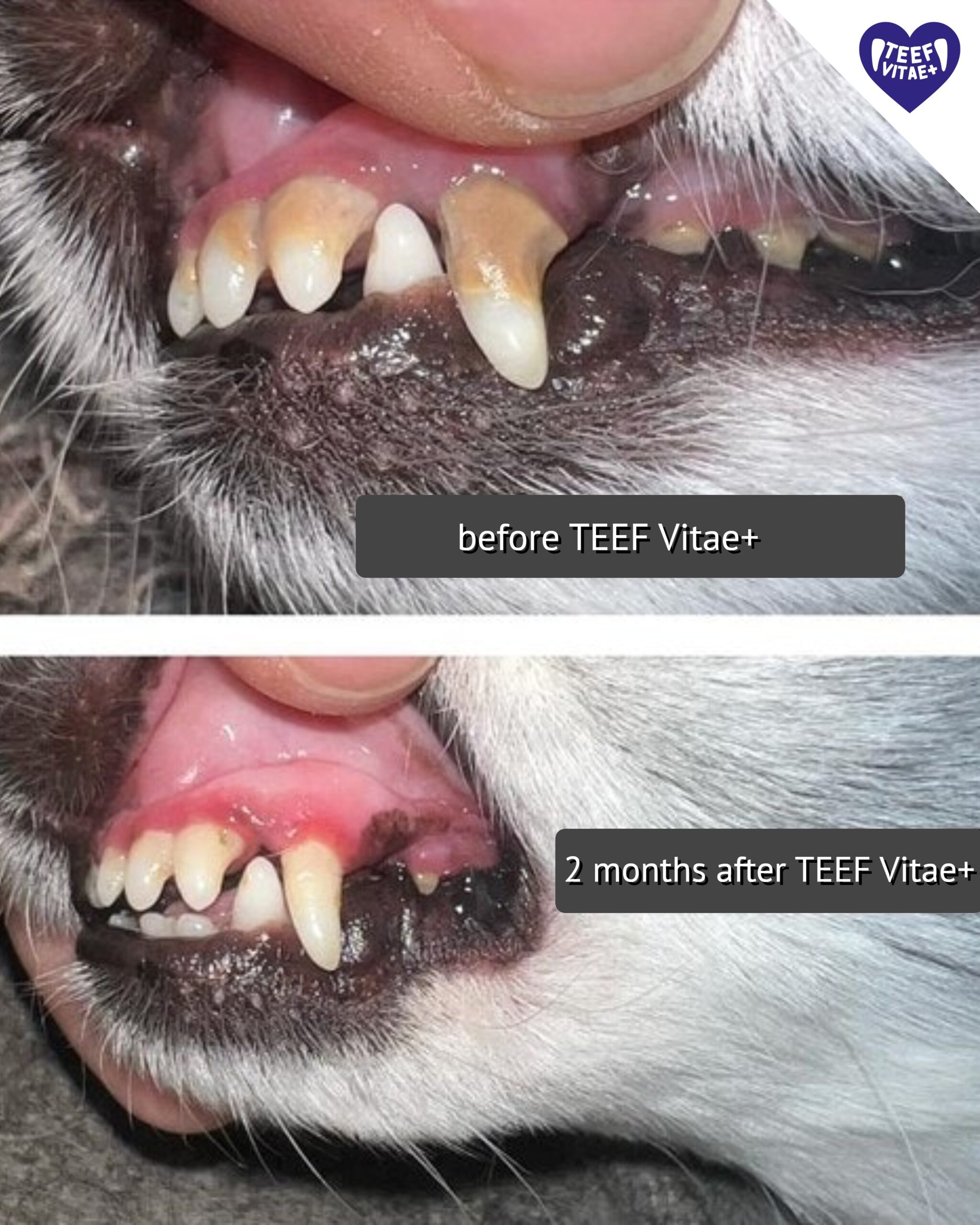 Before and after photos of a dog’s teeth, labelled in English