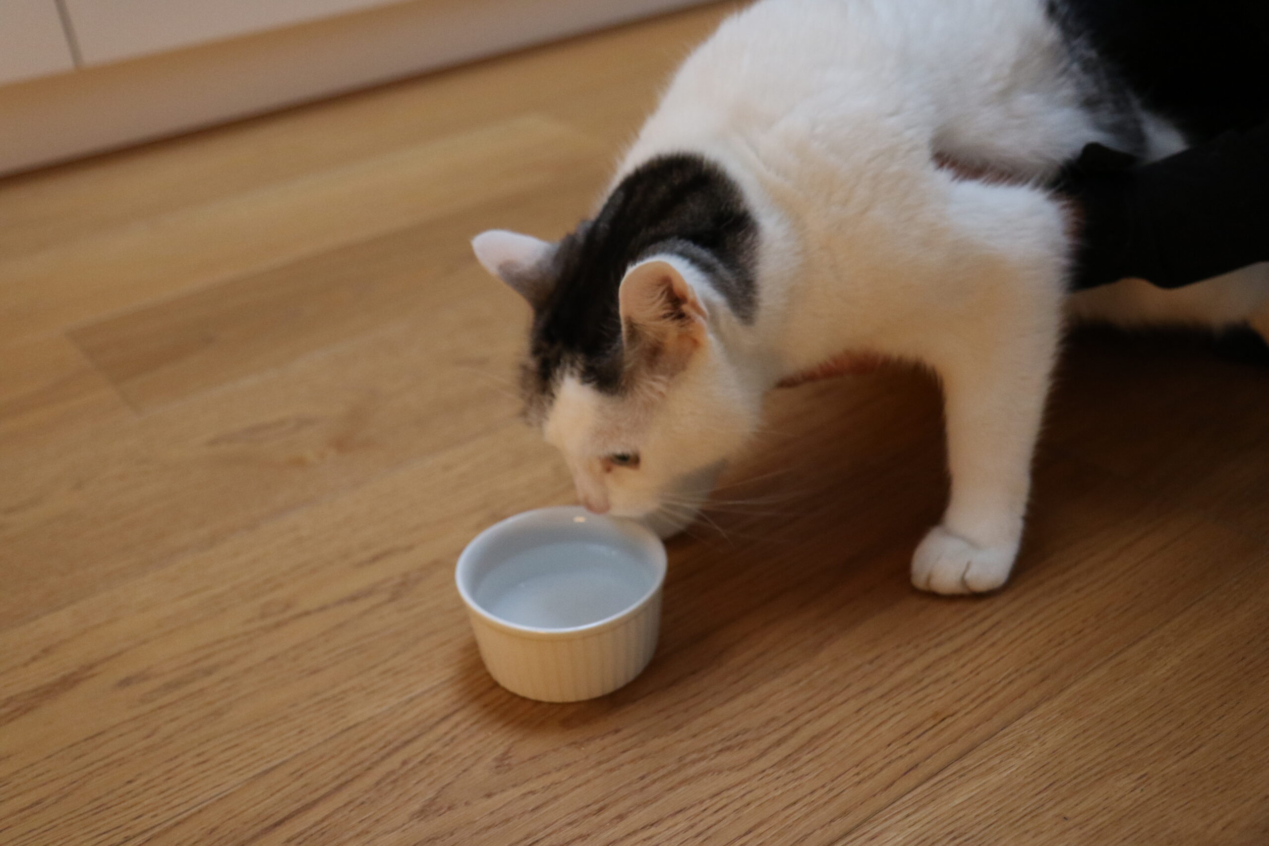 Gato a beber água junto à sua tigela