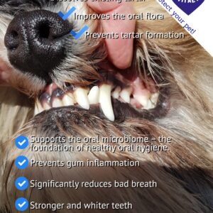 English TEEF Vitae+ infographic about dental care benefits for dogs