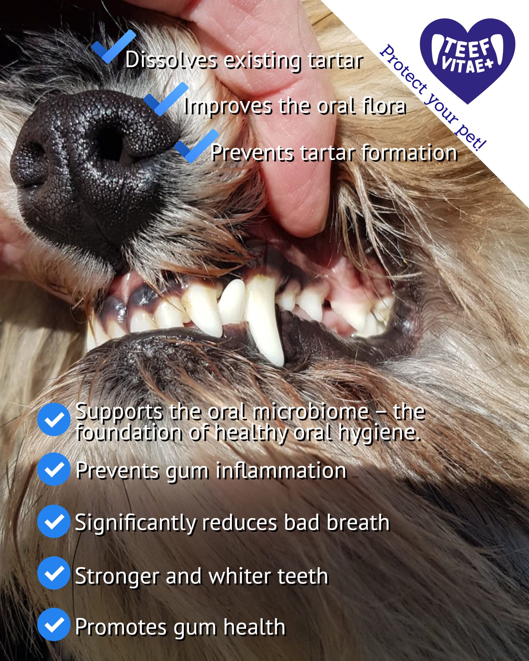 English TEEF Vitae+ infographic about dental care benefits for dogs