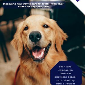 Golden retriever with English text about TEEF Vitae+ dental care