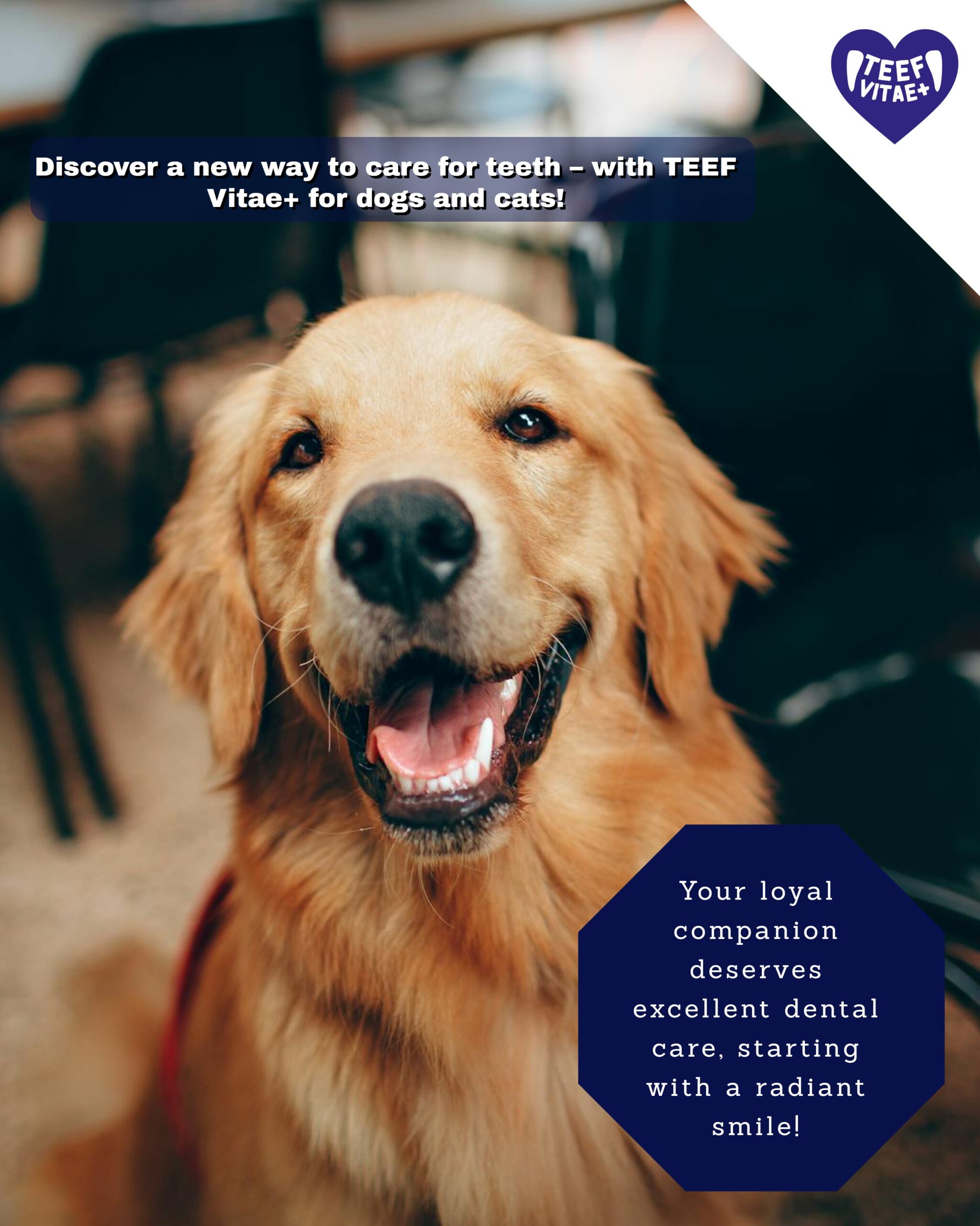 Golden retriever with English text about TEEF Vitae+ dental care