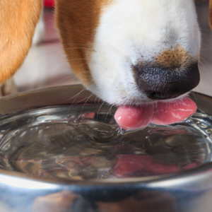 Cão a beber água da sua tigela