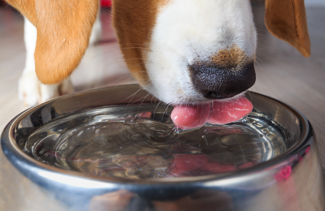 Perro bebiendo agua de su cuenco