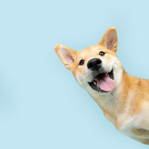 Retrato de um cão com a boca aberta