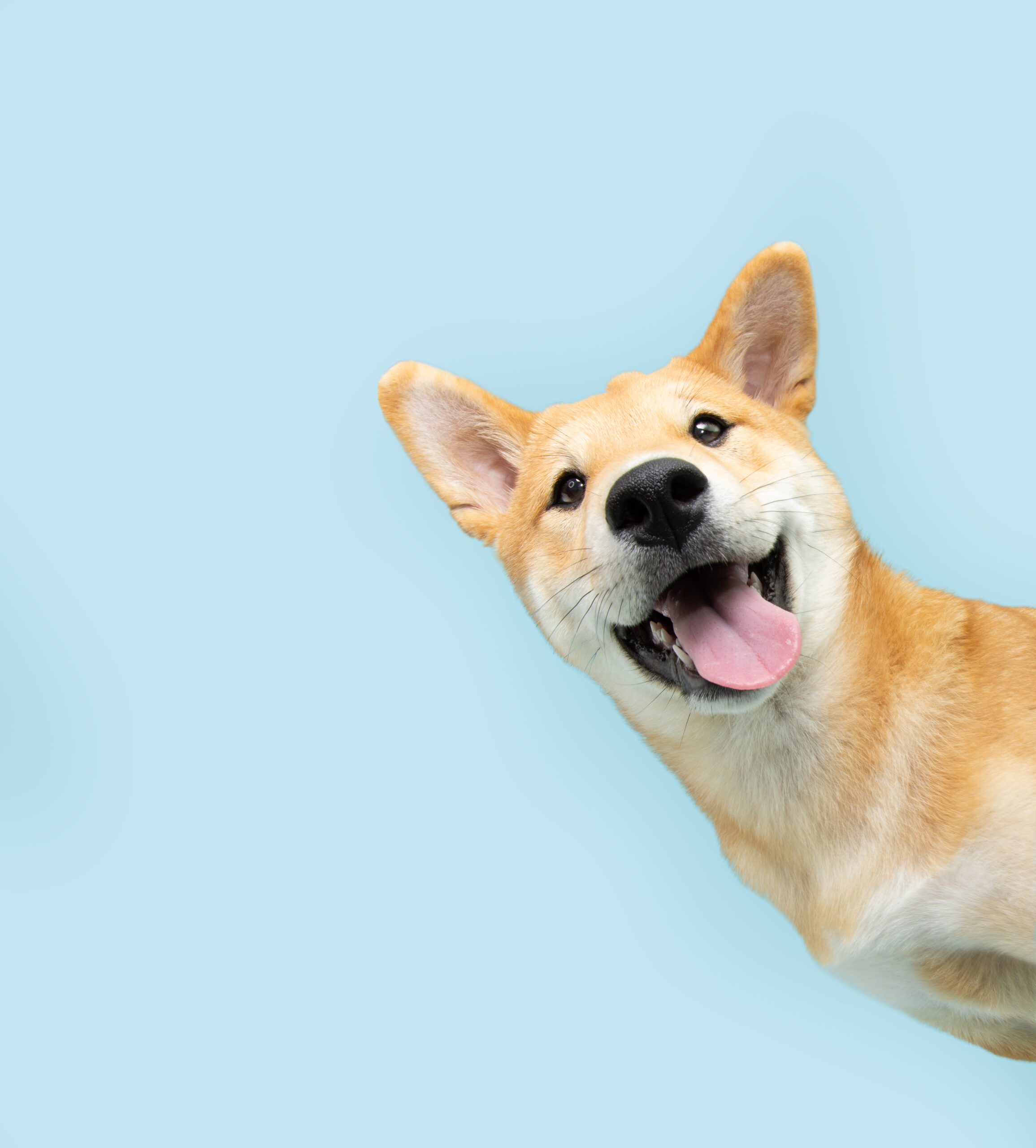 Retrato de um cão com a boca aberta